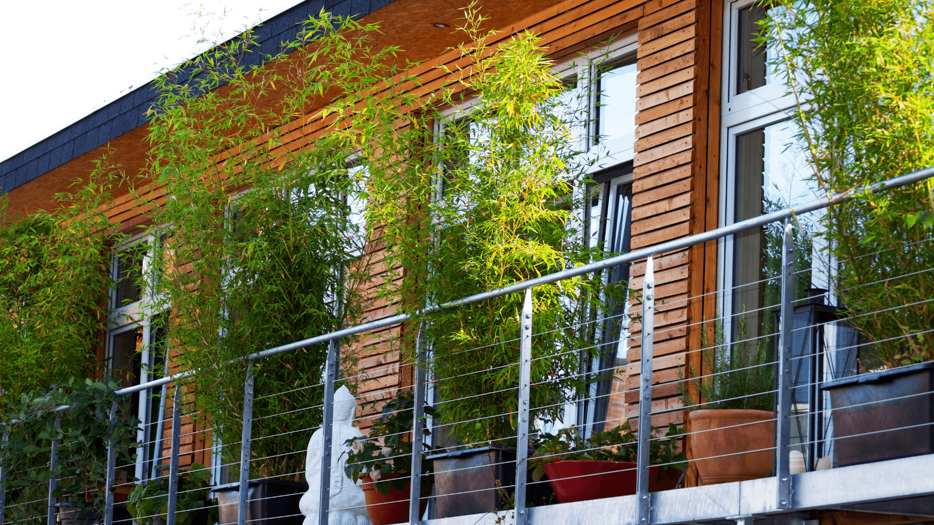 bambou balcon